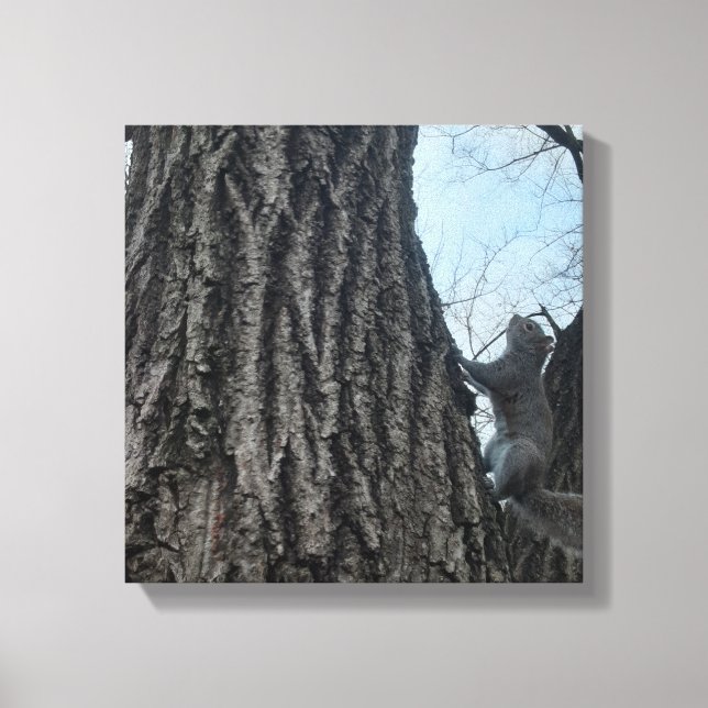Squirrel Canvas Print (Front)