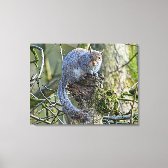 Squirrel Canvas Print (Front)