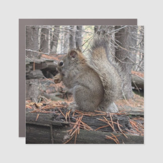squirrel car magnet