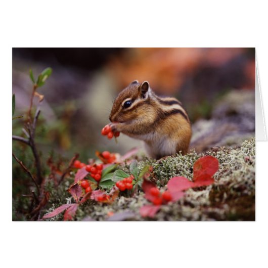 Squirrel Cards (Front Horizontal)