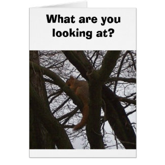 Squirrel Cards