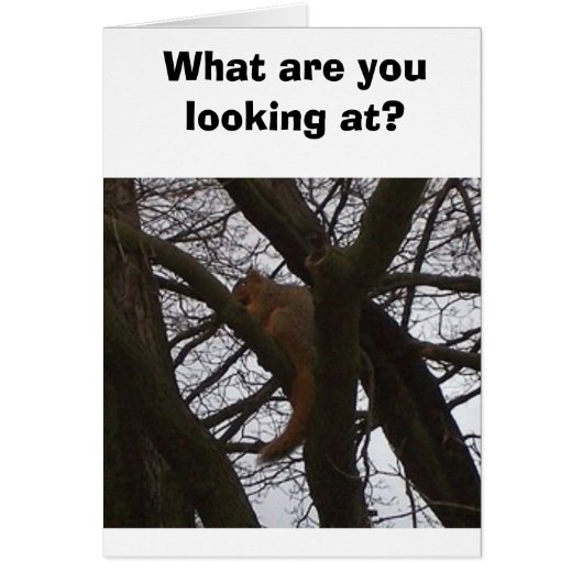 Squirrel Cards (Front)