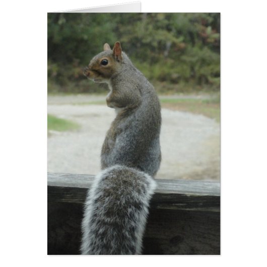squirrel cards (Front)