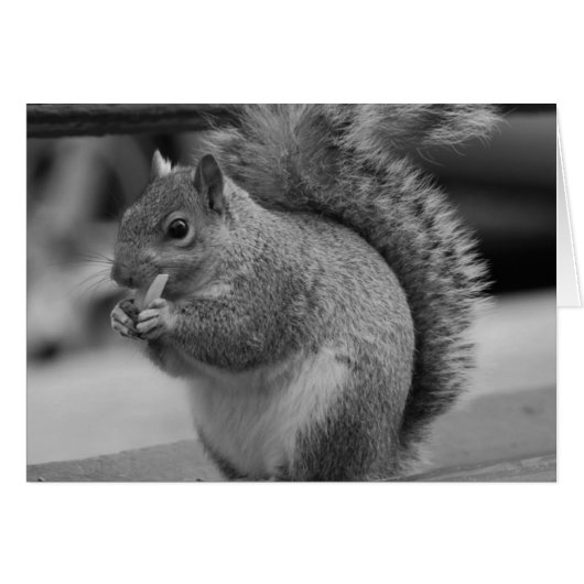 Squirrel Cards (Front Horizontal)