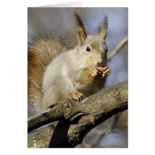 Squirrel Cards (Front)
