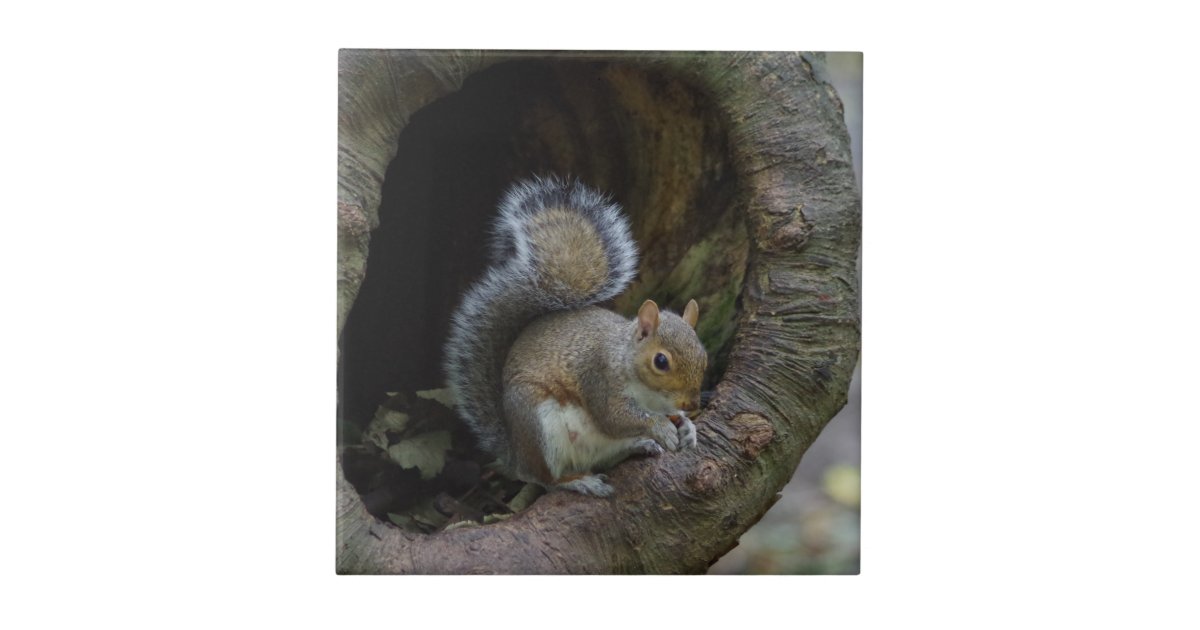 Squirrel Ceramic Tile | Zazzle