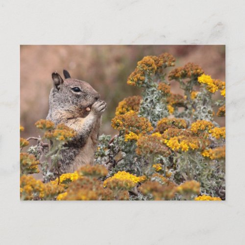 Squirrel  Chipmunk Postcard