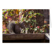 Squirrel Chow Time Cards (Front Horizontal)