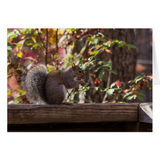 Squirrel Chow Time Cards (Front Horizontal)