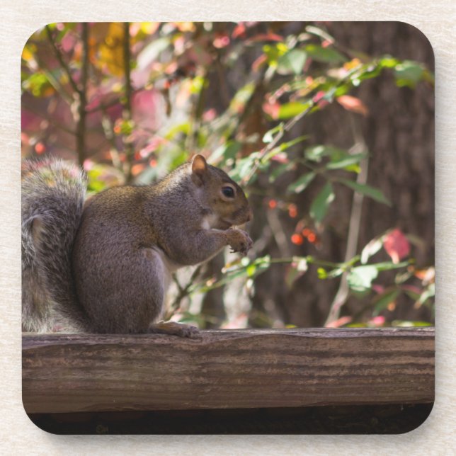 Squirrel Chow Time Drink Coaster (Front)