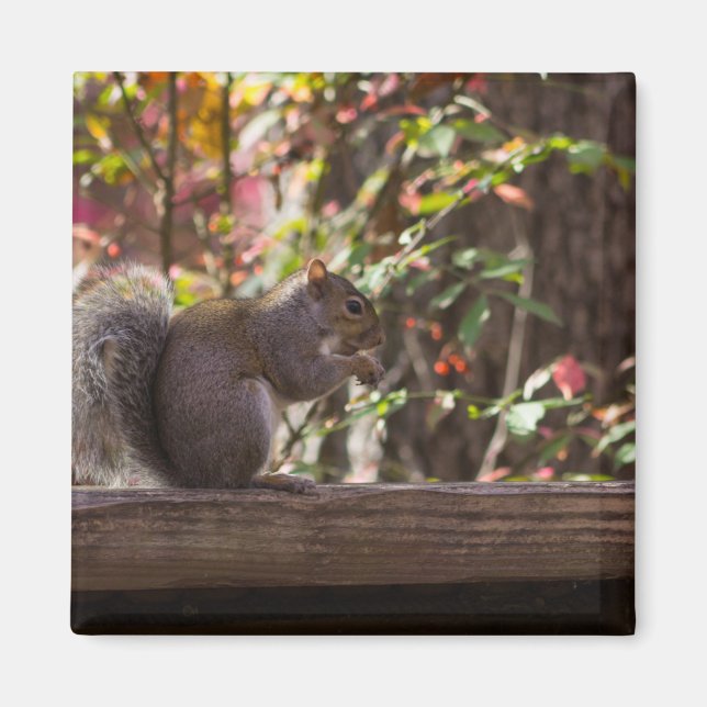 Squirrel Chow Time Magnet (Front)