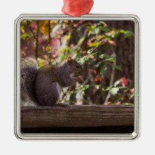 Squirrel Chow Time Metal Ornament