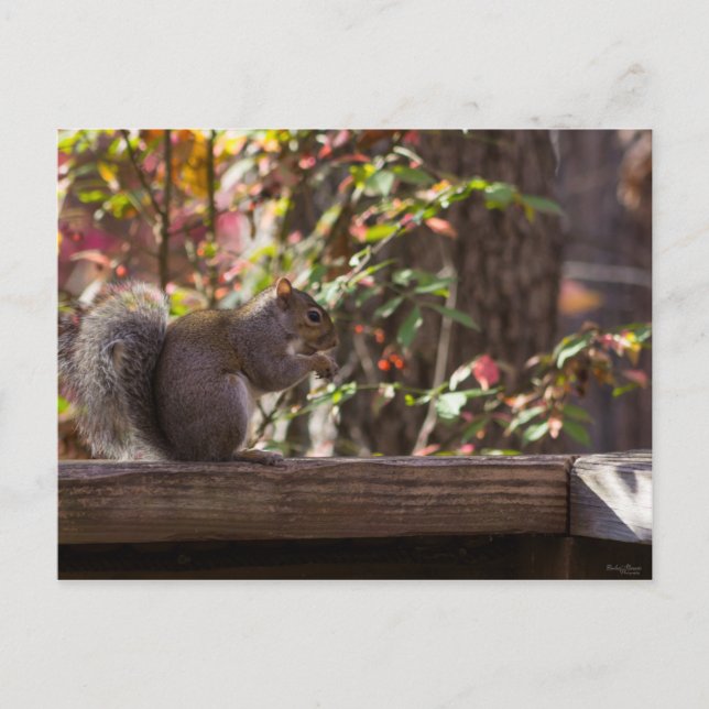 Squirrel Chow Time Postcard (Front)