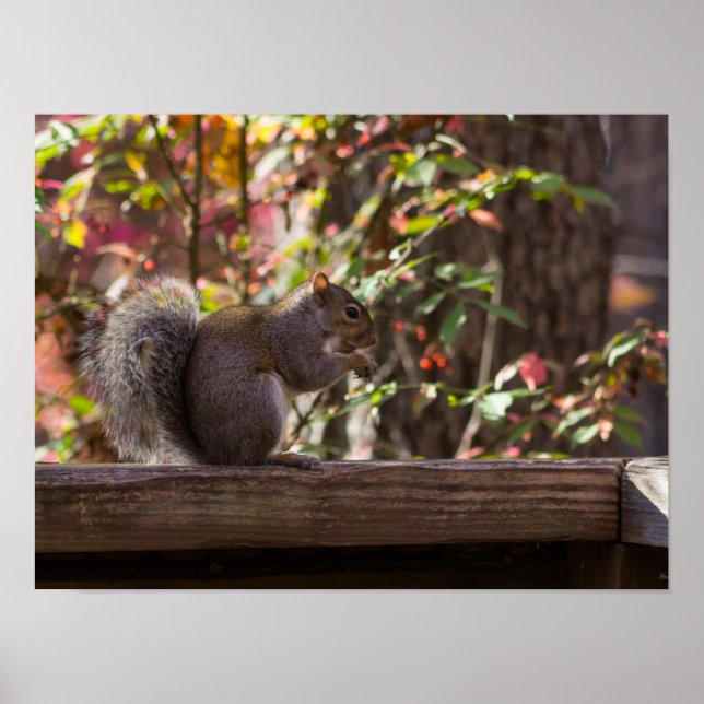 Squirrel Chow Time Poster (Front)