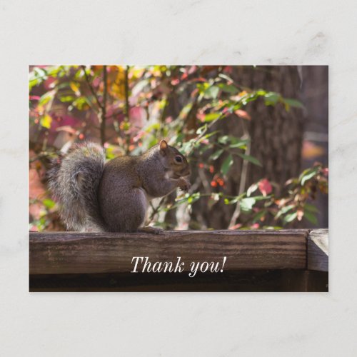 Squirrel Chow Time Thank You Postcard