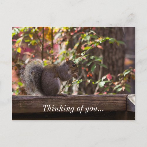 Squirrel Chow Time Thinking Of You Postcard