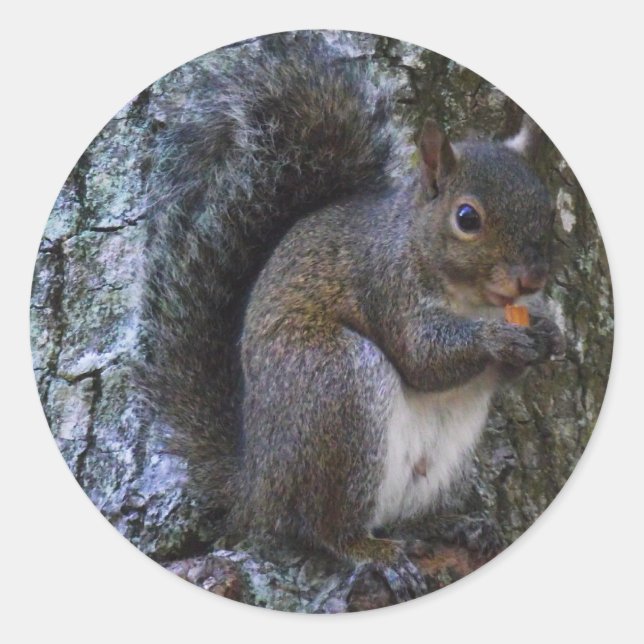 Squirrel Classic Round Sticker (Front)