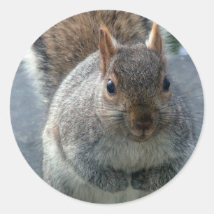 Squirrel Classic Round Sticker