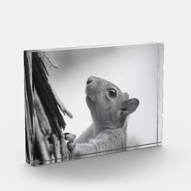 Squirrel Climbing Tree Award (Left)