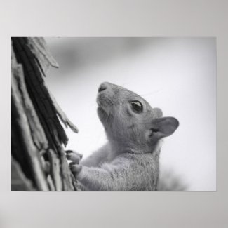 Squirrel Climbing Tree (Black & White) [S]