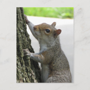 Squirrel Climbing Tree Postcard