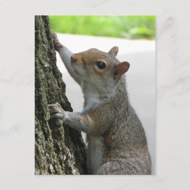 Squirrel Climbing Tree Postcard (Front)