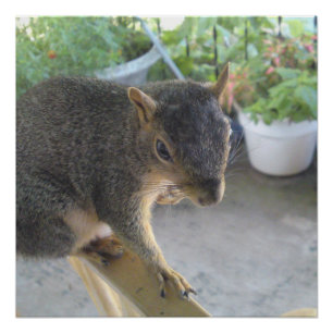 Squirrel Close UP Perfect Poster