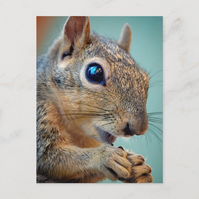 Squirrel Close Up with Nut 2 Postcard (Front)