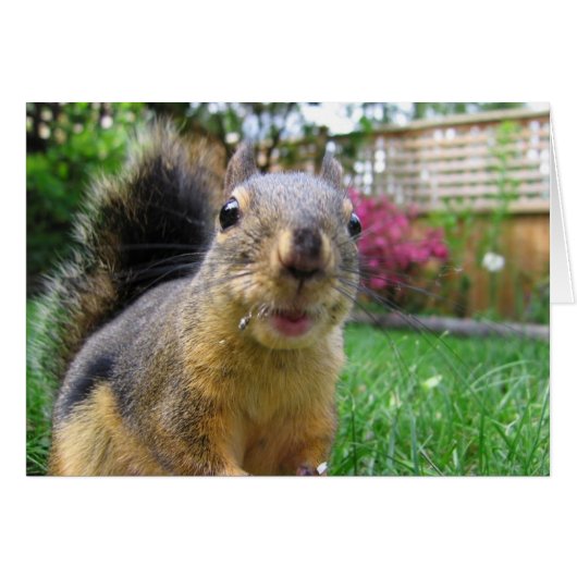 Squirrel Closeup Cards (Front Horizontal)