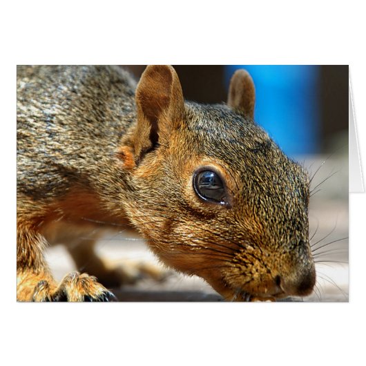 Squirrel Closeup Eating Cards (Front Horizontal)