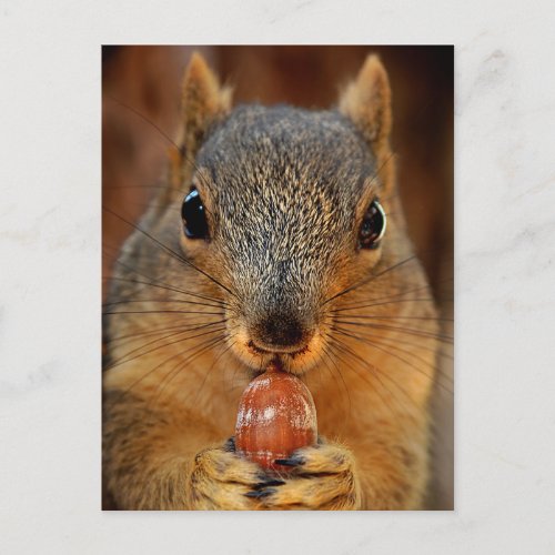 Squirrel Closeup with Nut 2 Postcard