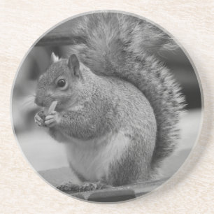 Squirrel Coaster