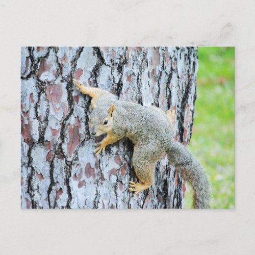 Squirrel crawling a tree postcard