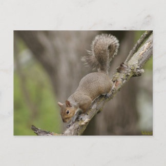 Squirrel Cute Photograph Postcard Portrait NEW!