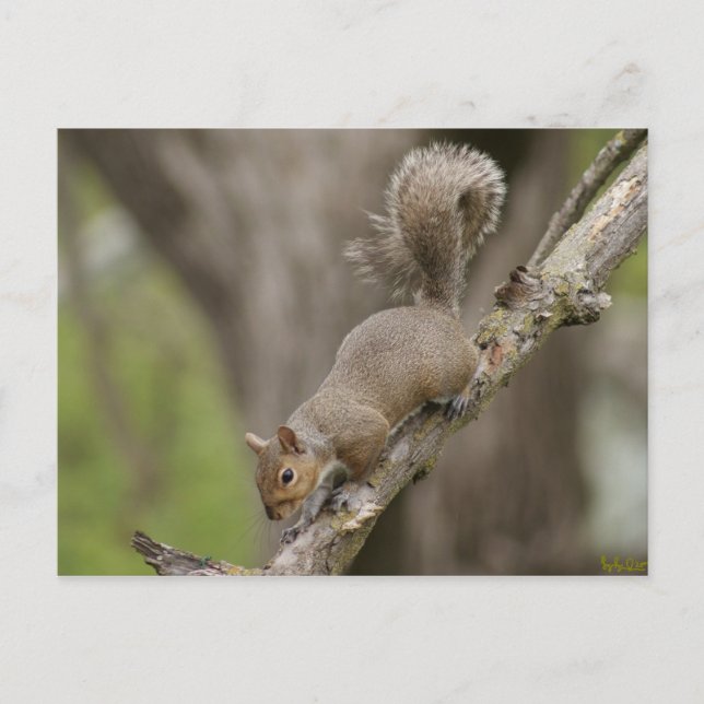 Squirrel Cute Photograph Postcard Portrait NEW! (Front)
