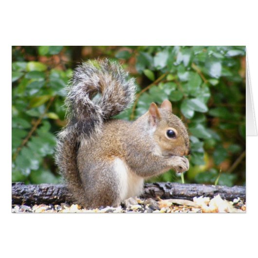 Squirrel Cutie Cards (Front Horizontal)