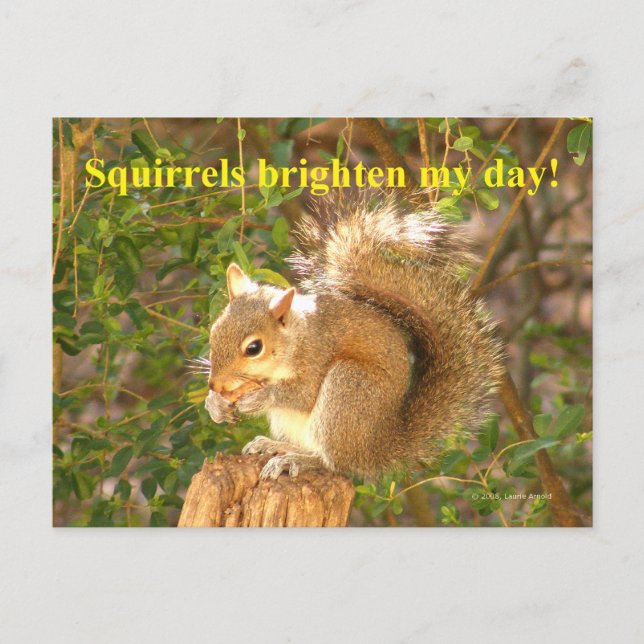 Squirrel Day Brightener Postcard (Front)