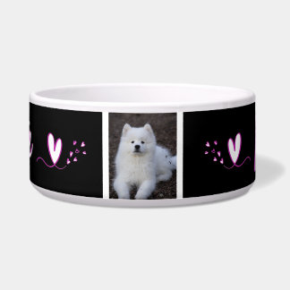 Squirrel, dog bowl, cat, c animal bowl