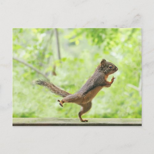 Squirrel Doing Tai Chi Cute Postcard