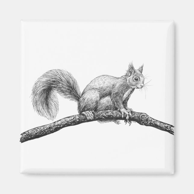 Squirrel drawing magnet (Front)