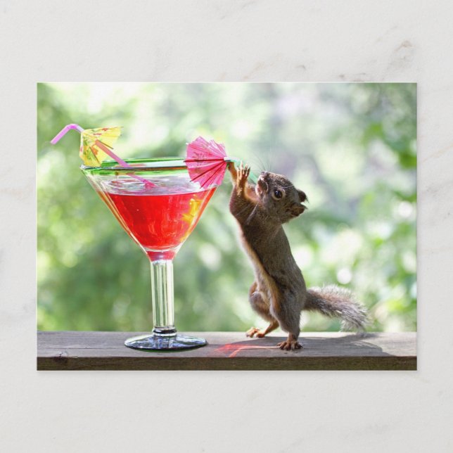 Squirrel Drinking Cocktail Postcard (Front)