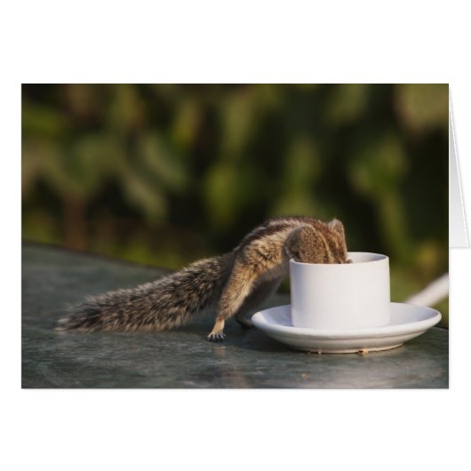 Squirrel drinking from coffee cup at Indian (Front Horizontal)