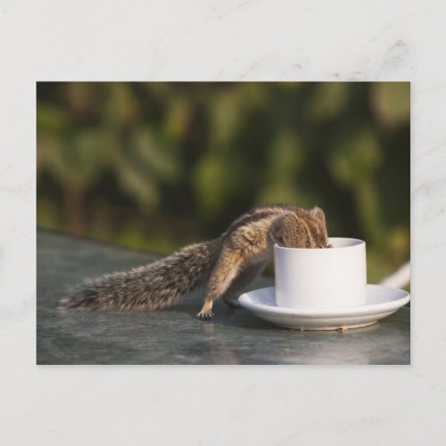 Squirrel drinking from coffee cup at Indian Postcard