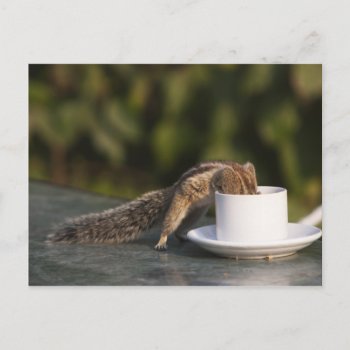 Squirrel Drinking From Coffee Cup At Indian Postcard by prophoto at Zazzle
