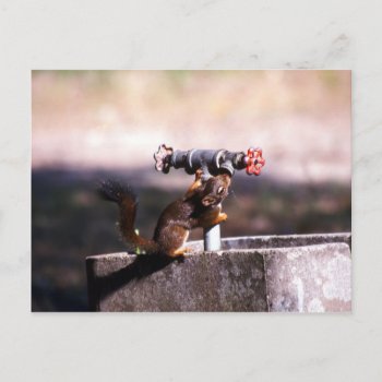 Squirrel Drinking Postcard by Artnmore at Zazzle