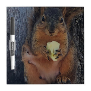Squirrel Dry Erase Board