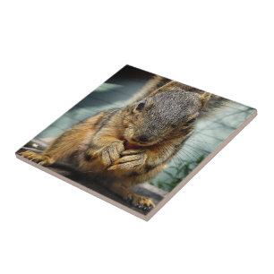 Squirrel Eating 1 Tile