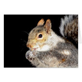 Squirrel eating a nut (Front Horizontal)