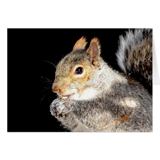 Squirrel eating a nut cards (Front Horizontal)