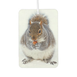Squirrel Eating a Nut in Winter Snow Air Freshener